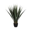 Agave Large Green