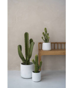 Cactus Cereus Large Green