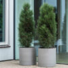 Max Medium Clouded Grey
