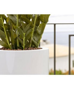 Zamioculcas Medium Green