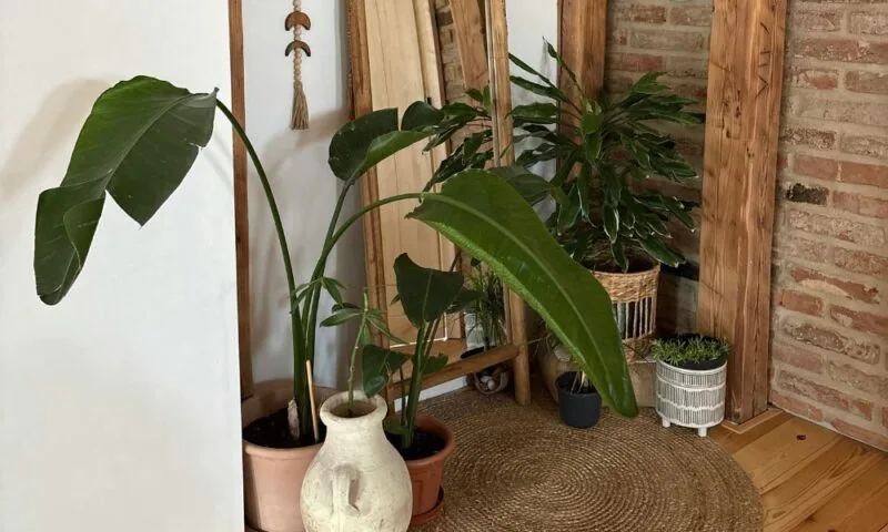 Urban Jungle interieur: zo creƫer je deze woonstijl vol groen en sfeer